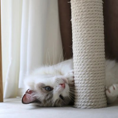 Corde pour arbre à chat | Liane - Doux Chat