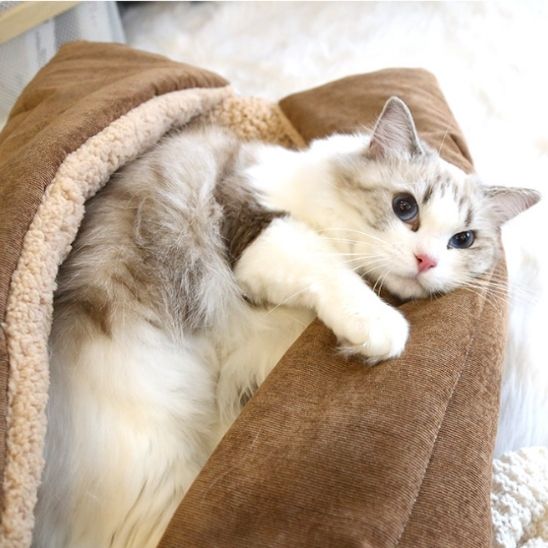 Panier pour chat | Royal