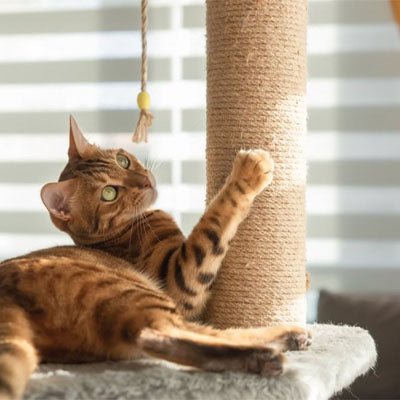 Corde arbre à chat | Loop - Doux Chat